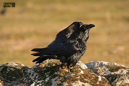 Cuervo grande (Corvus corax)