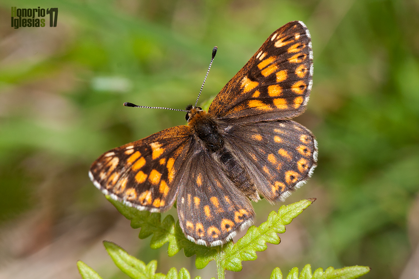 Macho de mariposa lucina o perico (Hamearis lucina) de una de las tres poblaciones encontradas en los montes de Valsaín.
