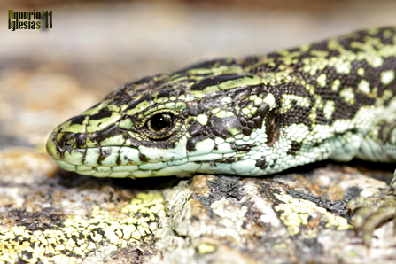 Detalle de macho de lagartija carpetana (Iberolacerta cyreni)