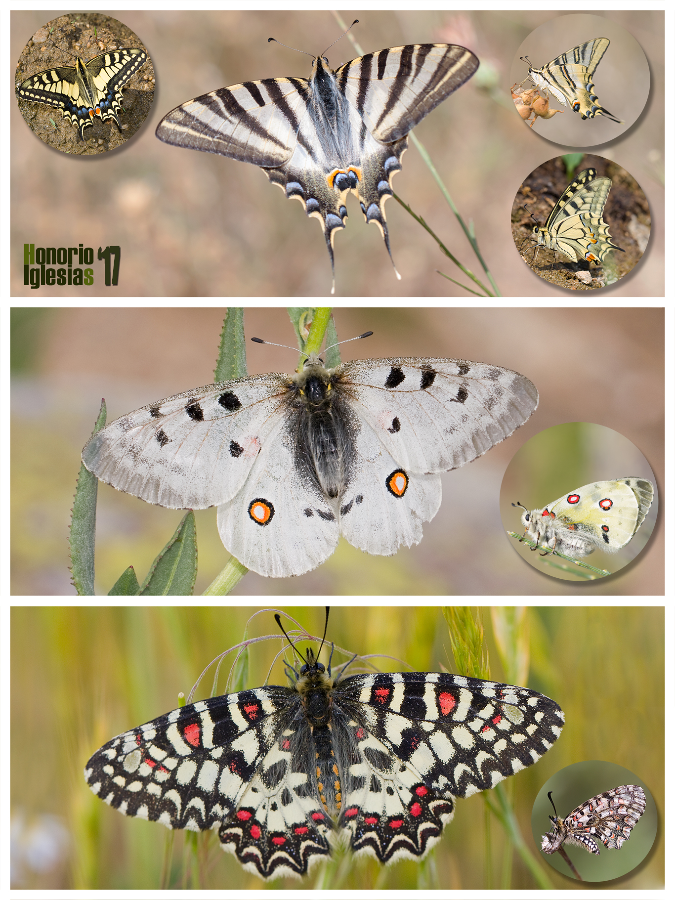 Montaje con los componentes de la familia Papilionidae presentes en Valsaín
