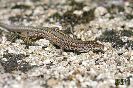 Macho adulto de lagartija noroccidental (Podarcis guadarramae) antes conocida como ibérica (Podarcis hispánica) con coloración de celo.