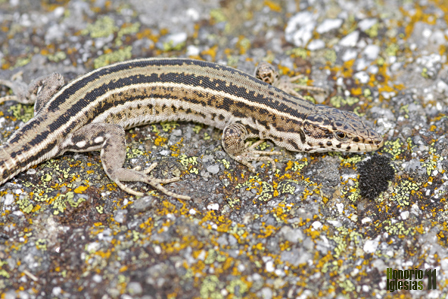 Hembra adulta de lagartija noroccidental (podarcis guadarramae) antes conocida como ibérica (Podarcis hispanica). En la  fotografía se pueden apreciar las dos líneas claras dorsolaterales remarcadas por las bandas oscuras.