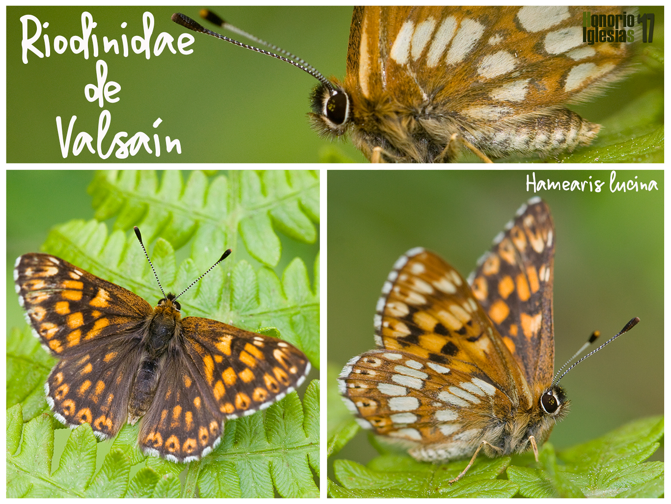 Montaje con fotografías del único componentes de la familia Riodinidae presente en Valsaín
