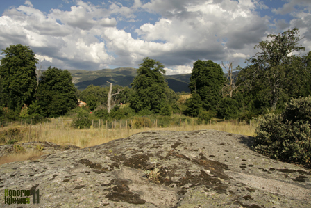 El lagarto ocelado (Timon lepidus) puede ser encontrado en numerosas ubicaciones dentro de los Montes de Valsaín, siempre que se trate de una zona no muy alta, algo despejada y con buena insolación, como es el caso de los alrededores de El Jardinillo.