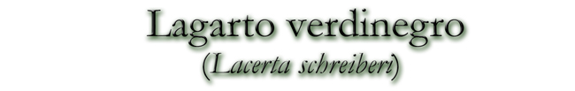 Lagarto verdinegro (Lacerta schreiberi)