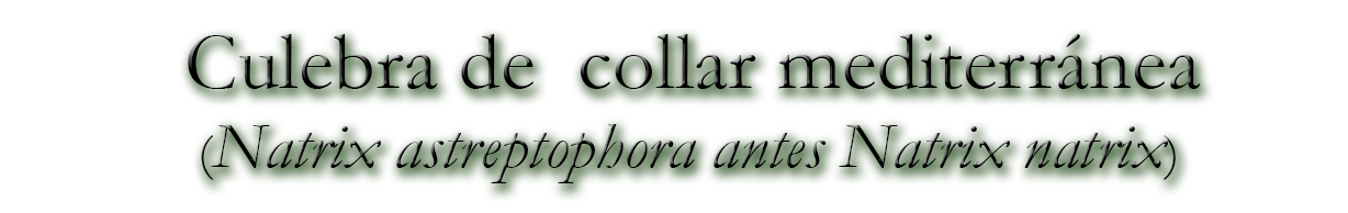 Culebra de collar (Natrix natrix)
