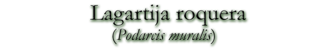 Lagartija roquera (Podarcis muralis)