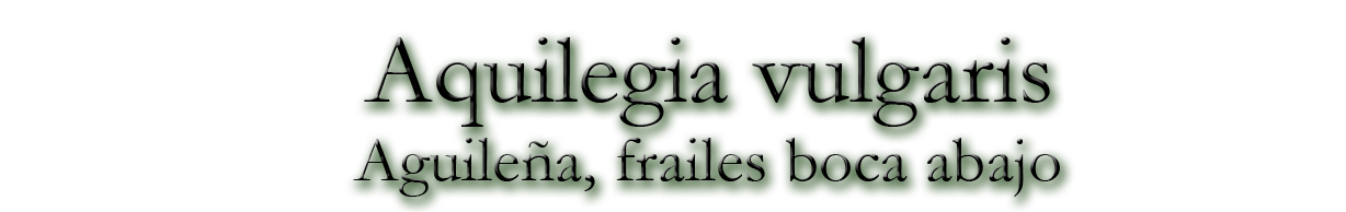 Aquilegia vulgaris (Aguileña, frailes boca abajo)