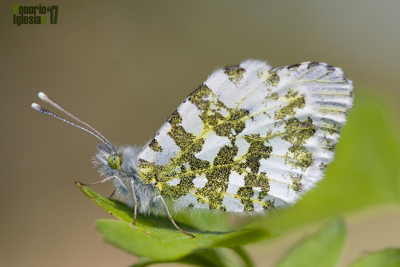 Hembra de mariposa aurora blanca o musgosa (Anthocharis cardamines), las hembras carecen de la mancha anaranjada