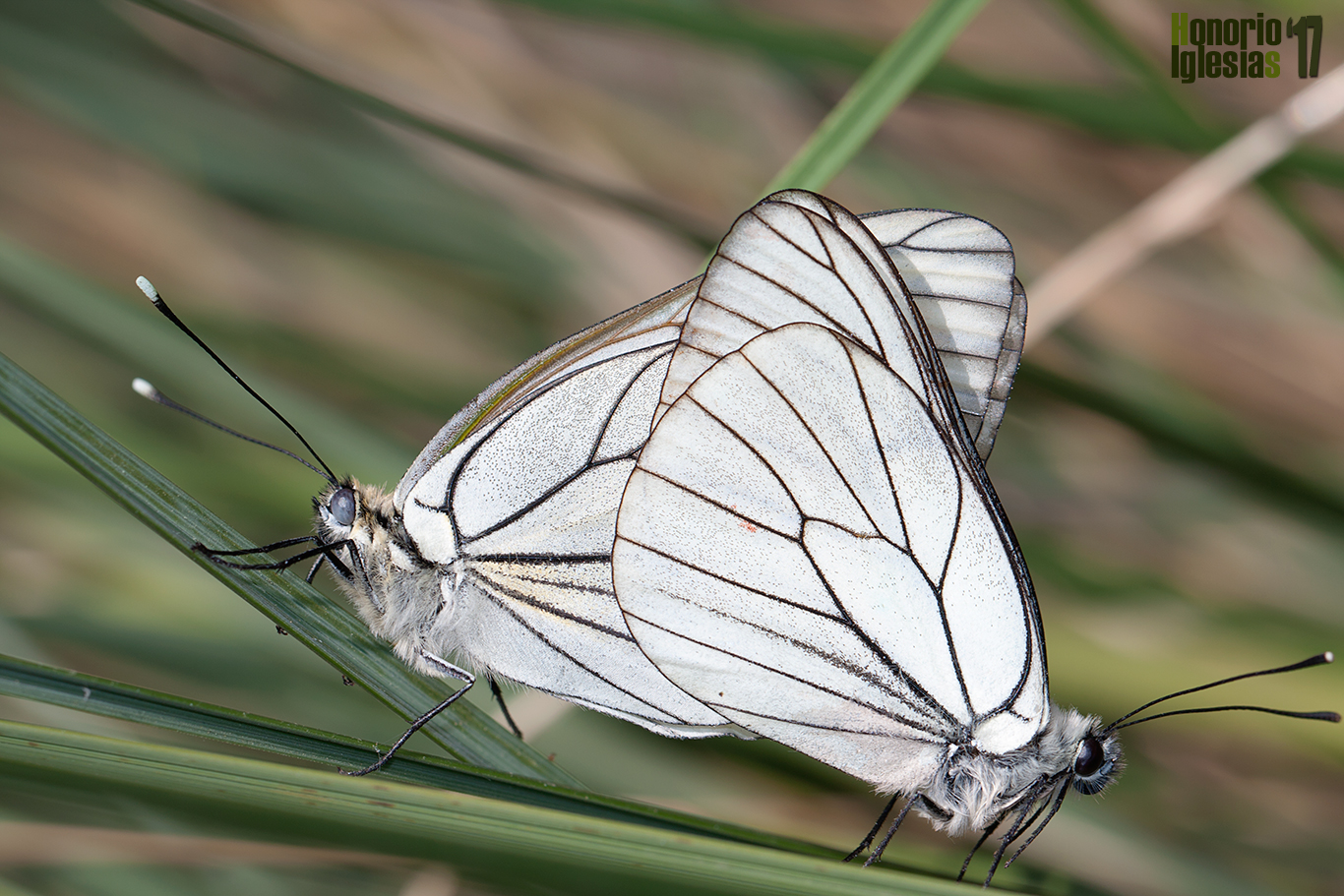 Cópula de mariposas blanca del majuelo (Aporia crataegi) . La hembra a la izquierda es más corpulenta y no duda en llevar volando al macho, todavía enganchando, si son molestados
