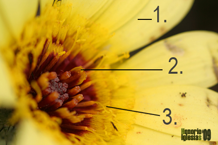 Flor de Hispidella hispanica: 1) Flores modificadas estructural y funcionalmente como pétalos, 2) Flores sin madurar en el centro de la composición 3) Protandria (maduración primero de los estambres) de fuera hacia adentro de la flor