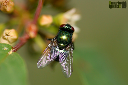 Díptero (mosca verde Lucilia caesar) polinizando flor de Arraclán (Frangula alnus)