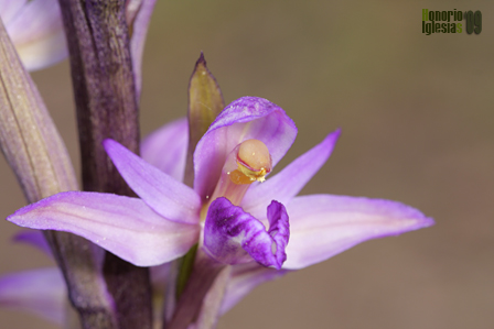 Limodorum abortivum (Limodoro violeta, planta hambrienta)