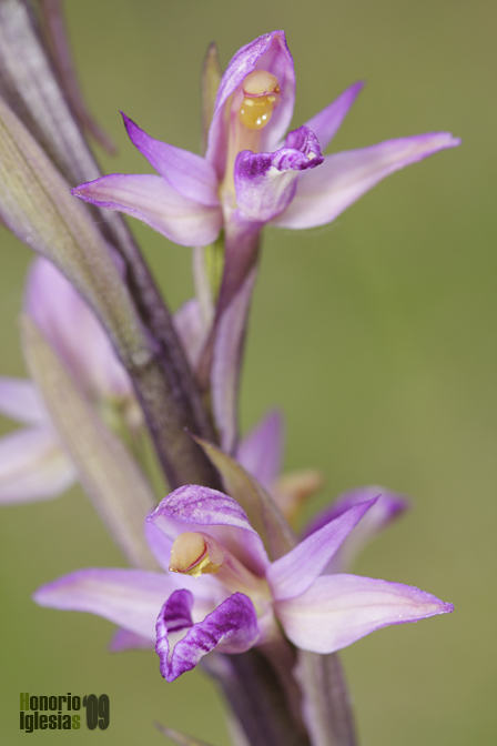 Limodorum abortivum (Limodoro violeta, planta hambrienta)