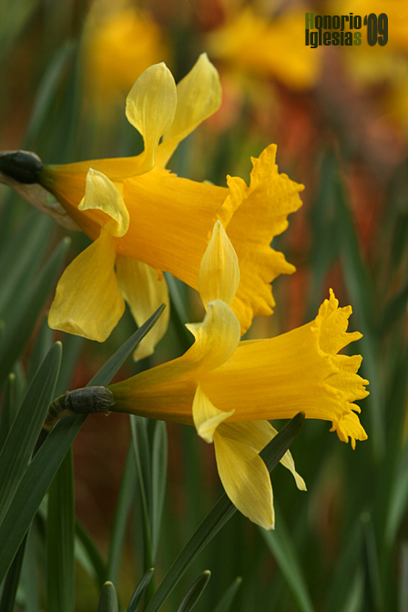Narcissus confusus subsp. pugsleyanus (Narciso de los prados)