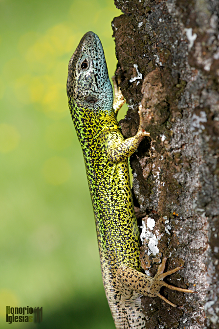 Macho de lagarto verdinegro (Lacerta schreiberi), uno de los reptiles endémicos de la península ibérica.