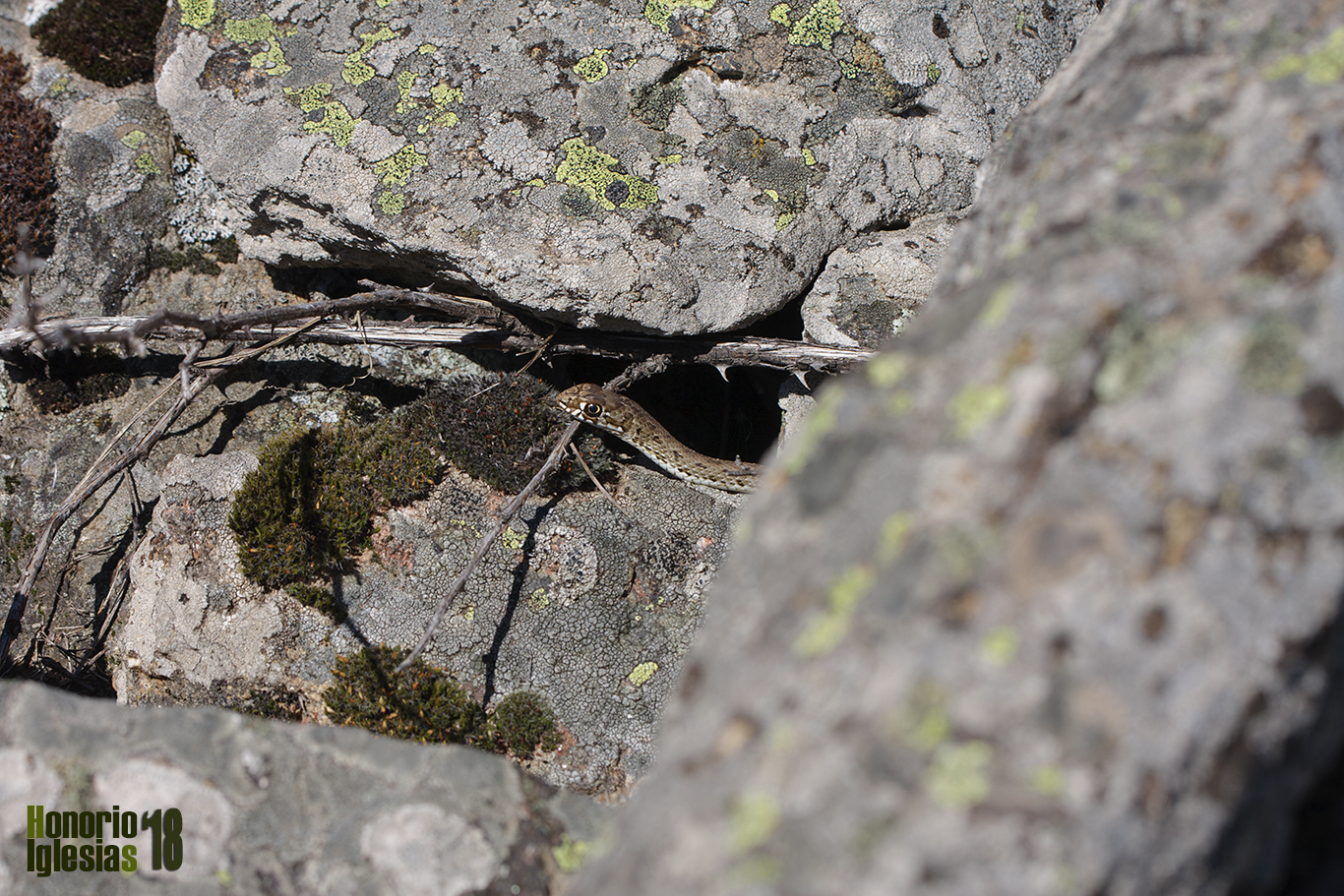 Ejemplar subadulto de culebra bastarda (Malpolon monspessulanus) en la pedrera de Cabeza de Gatos en los Montes de Valsaín donde fue localizado.