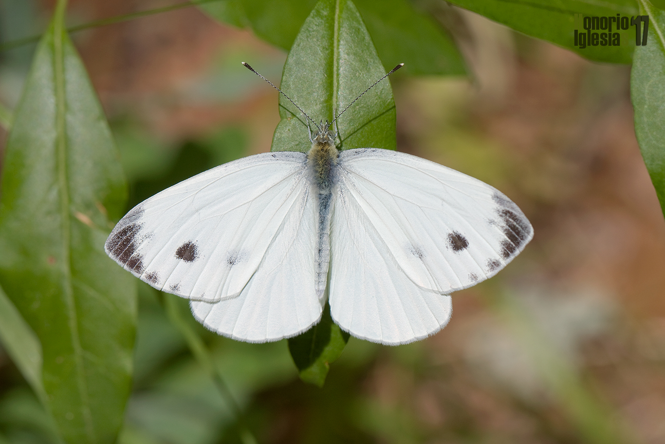 Ejemplar de Mariposa blanca verdinervada (Pieris napi)  mostrando su anverso alar