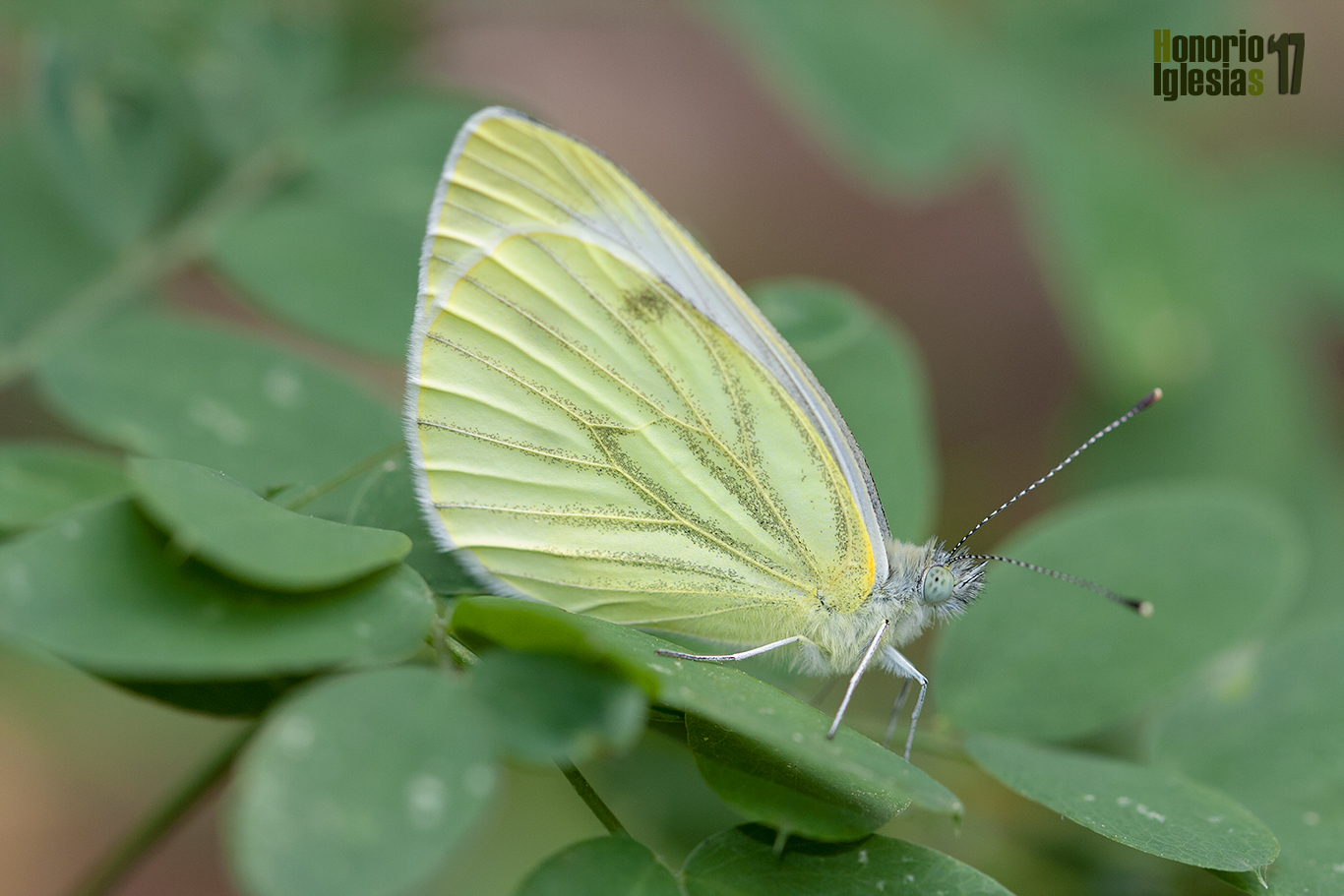 Vista lateral de un ejemplar de Mariposa blanca verdinervada (Pieris napi) de segunda generación recien abandonada la crisálida.  El color verde de las venas se hace menos patente en esta segunda generación