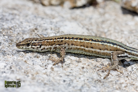 Hembra grávida de lagartija noroccidental (Podarcis guadarramae) antes conocida como ibérica (Podarcis hispanica)