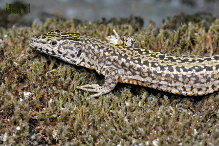Detalle de macho adulto de lagartija noroccidental (podarcis guadarramae) antes conocida como ibérica (Podarcis hispanica) con coloración de celo.