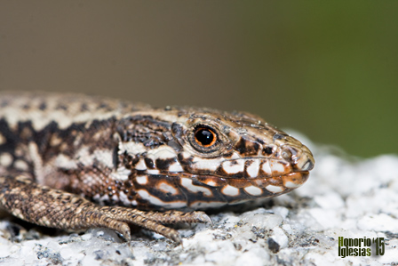 Detalle de macho adulto de lagartija roquera (Podarcis muralis) con coloración de celo.